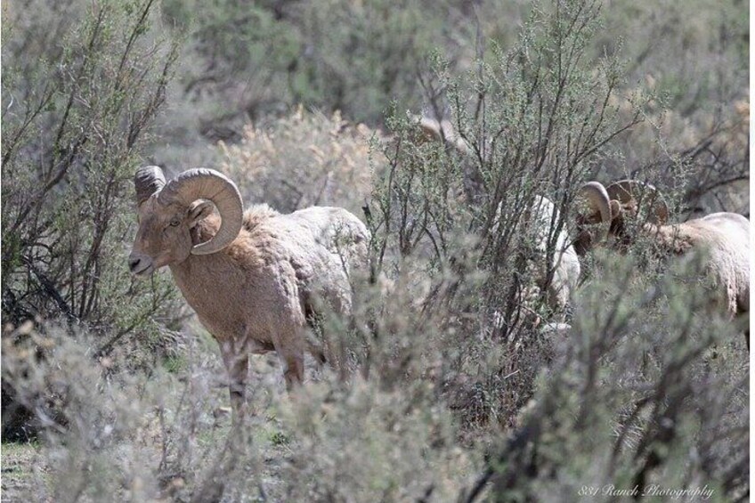 Un carnero borregón en un paisaje árido, cubierto de maleza. 4