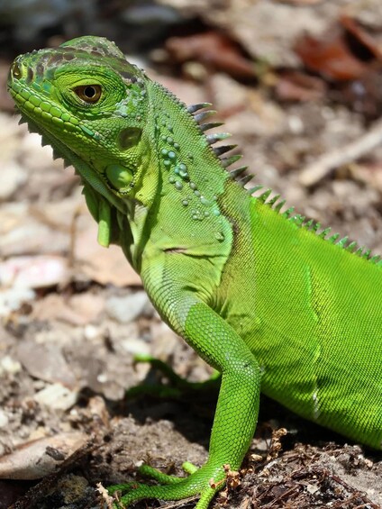 A green iguana on a rocky surface. 5