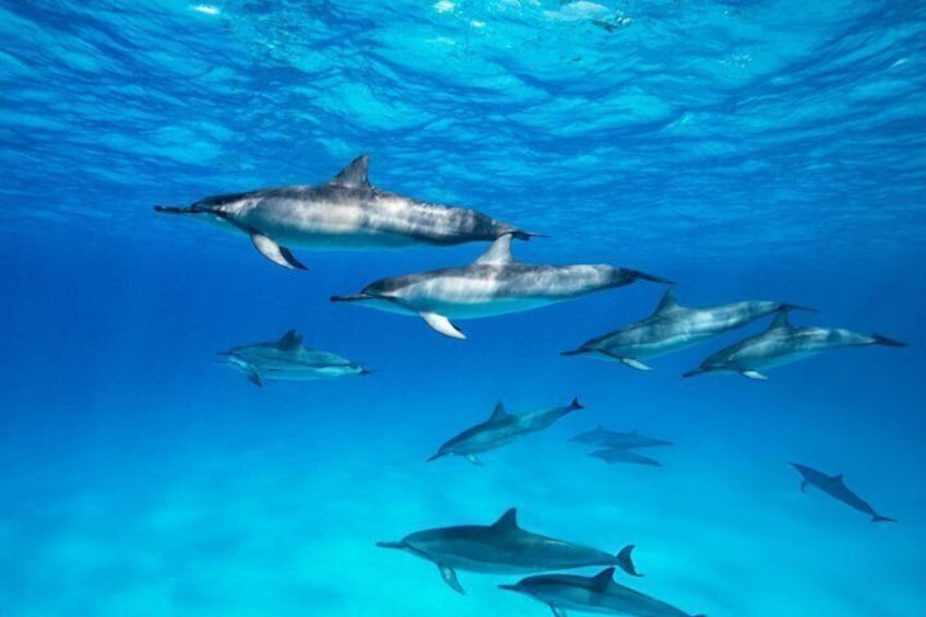 Rare chance to see pods of wild dolphins during the cruise 5