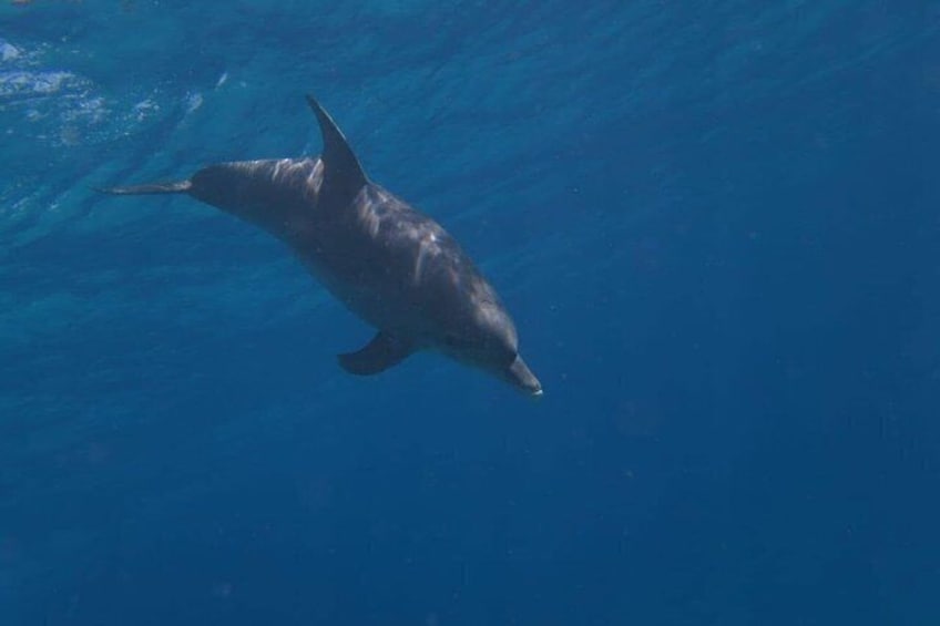 Wild dolphins spotted during the Dolphin House snorkeling cruise 3