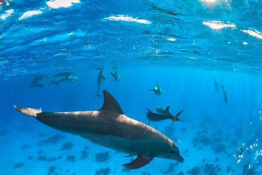 Natural dolphin encounters without captivity or enclosures 4