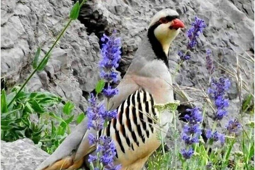 A bird with black and white stripes, red beak, and yellow face, standing among purple flowers and rocky terrain. 3