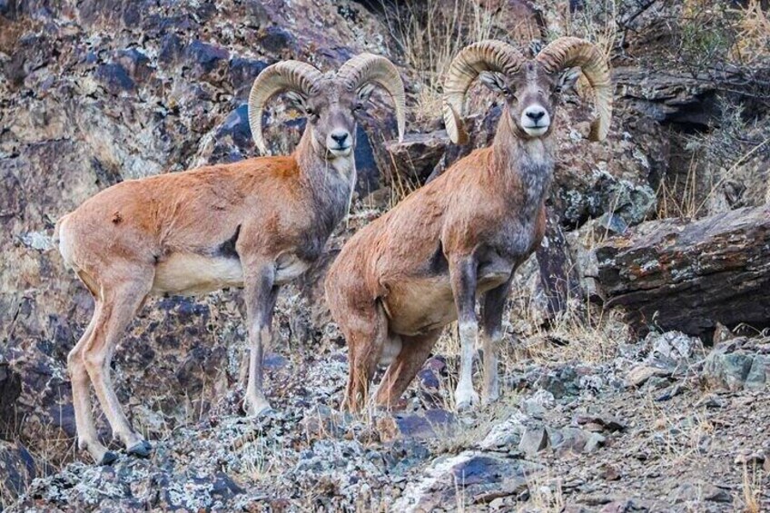 Nuratau Village Home Stay and Hiking Tours from Samarkand 2