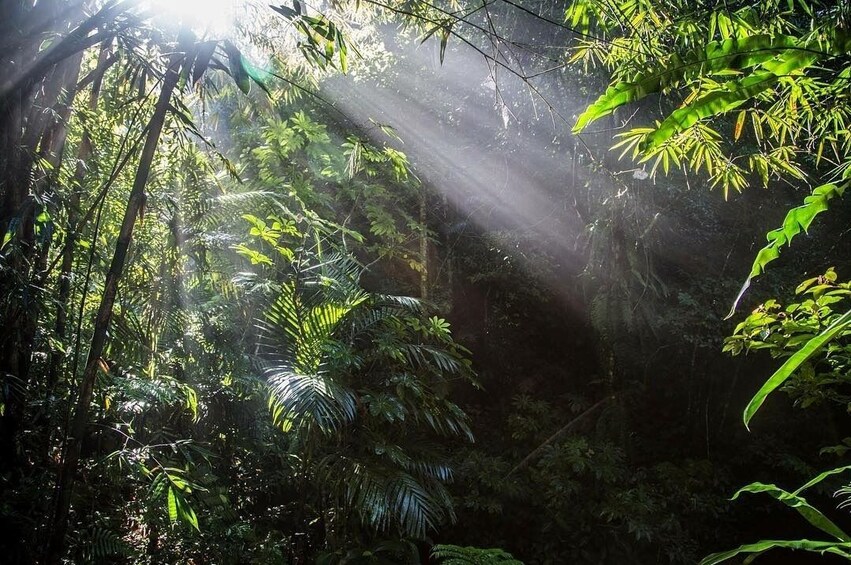 A dense forest with sunlight filtering through the canopy. 3