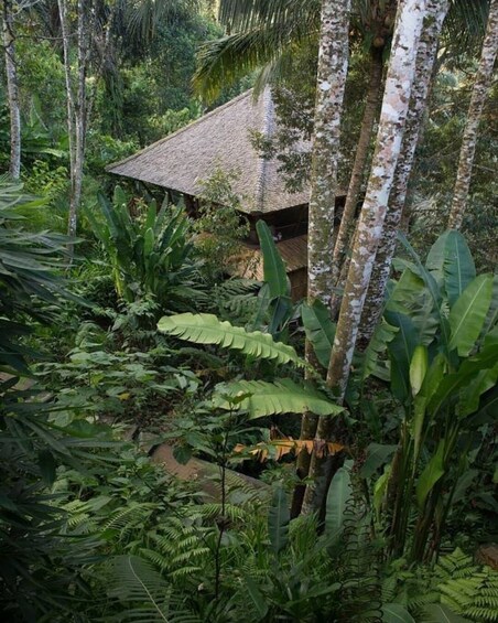 A thatched-roof hut surrounded by dense tropical vegetation. 4