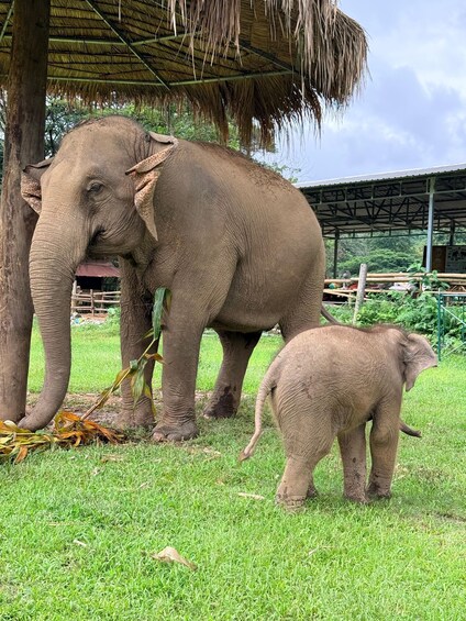 Picture 1 for Activity Chiang Mai Adventure: Rafting, ATV & Elephants Experience. 3