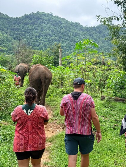 A group of people walking on a path with elephants in a lush green forest. 5