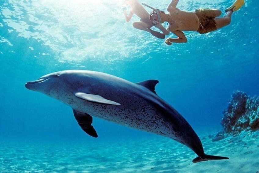 A person snorkeling with a dolphin in clear blue water. 4