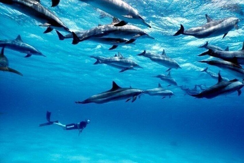 A diver swimming with a school of dolphins in clear blue water. 5