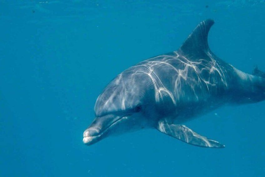A dolphin swimming underwater. 2