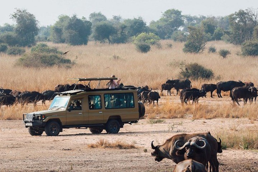 A safari vehicle with a guide, surrounded by a herd of buffalo in a dry grassland. 4