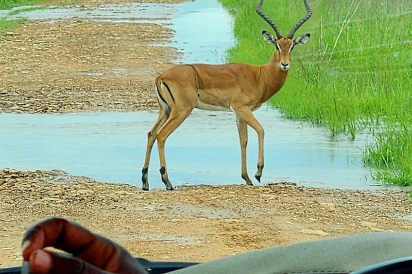 A deer standing by a water body. 3
