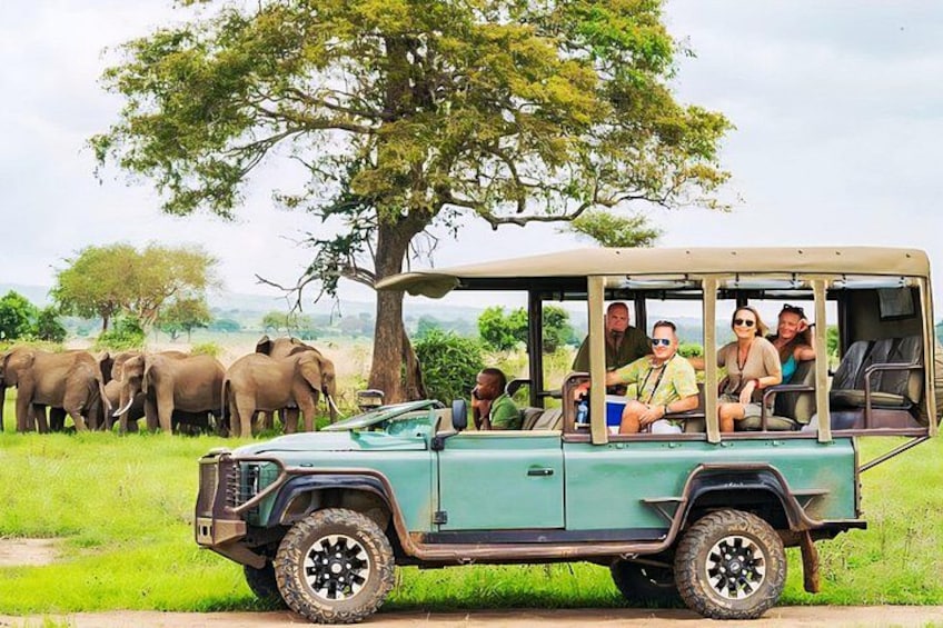 A safari vehicle with passengers observing elephants in a grassy field. 1