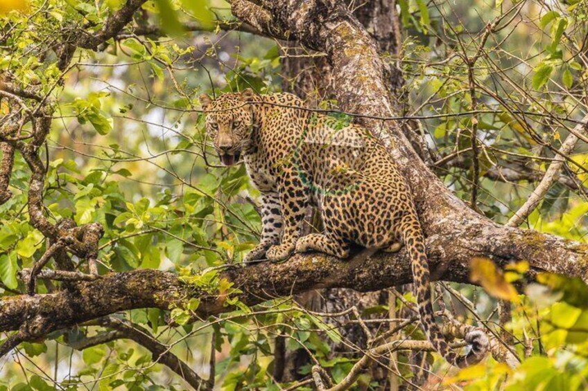 A leopard resting on a tree branch in a forest. 1