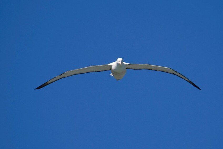 Un gabbiano che vola su un cielo azzurro limpido. 2