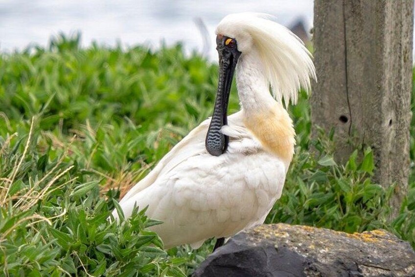 Royal Spoonbill 3