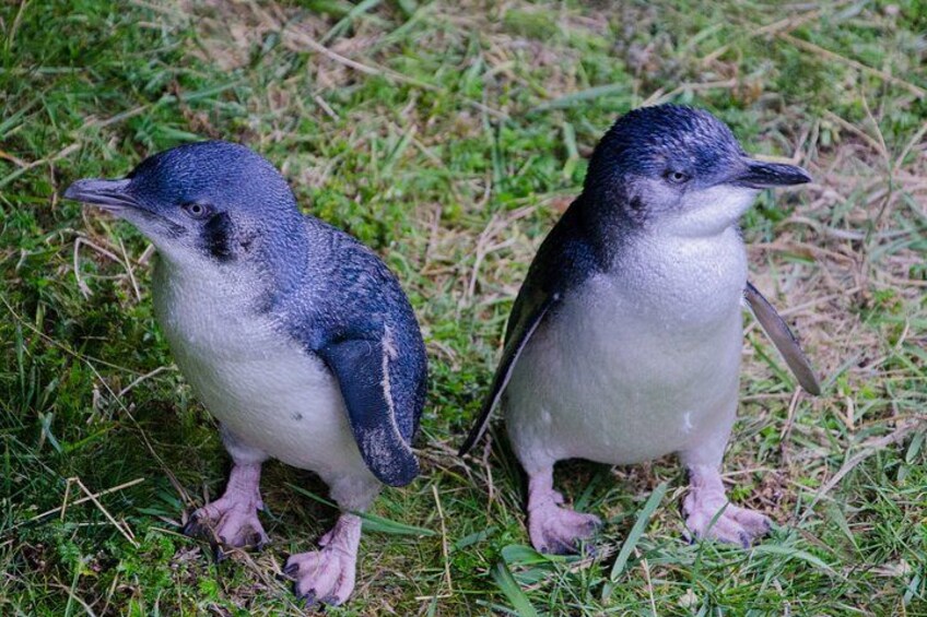 Due pinguini in piedi sull'erba. 1