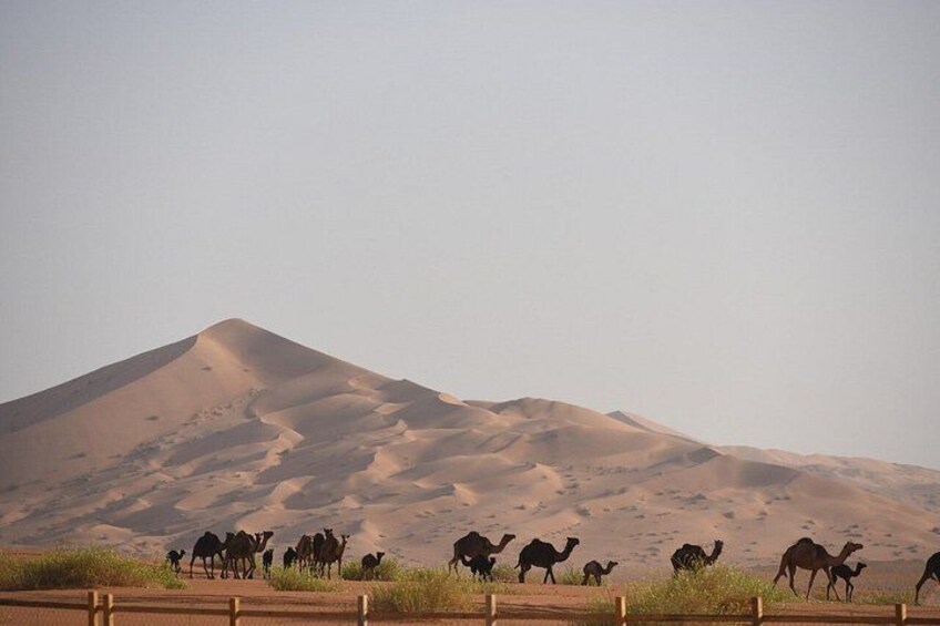 Overnight Desert Safari Salalah 3