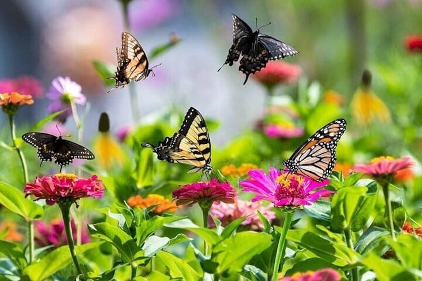 Dubai Butterfly Garden Tickets 1