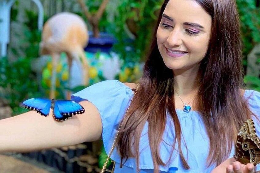 Dubai Butterfly Garden Tickets 3