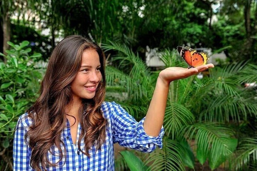 Dubai Butterfly Garden Tickets 5