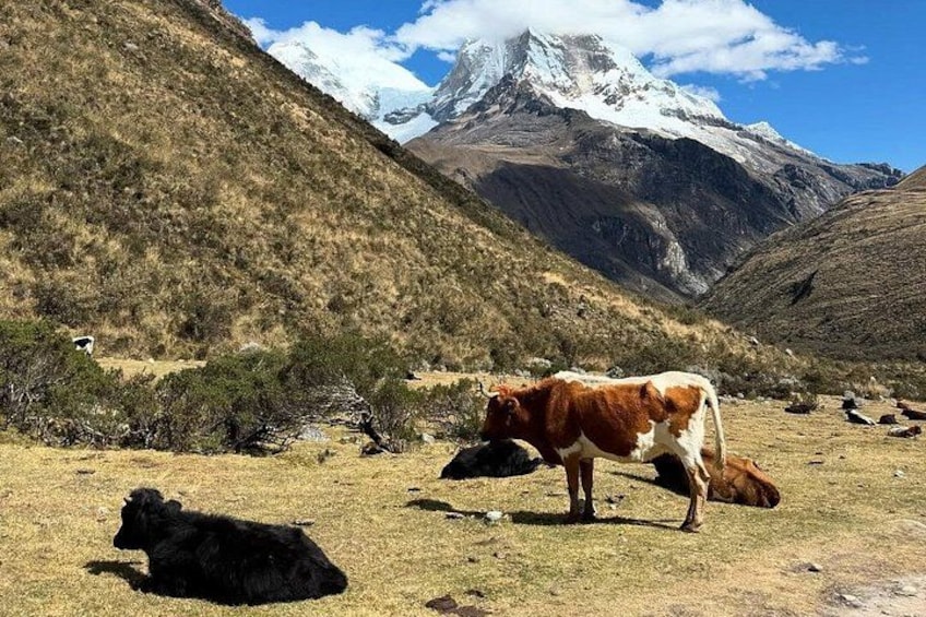 A mountainous landscape with grazing cows. 4