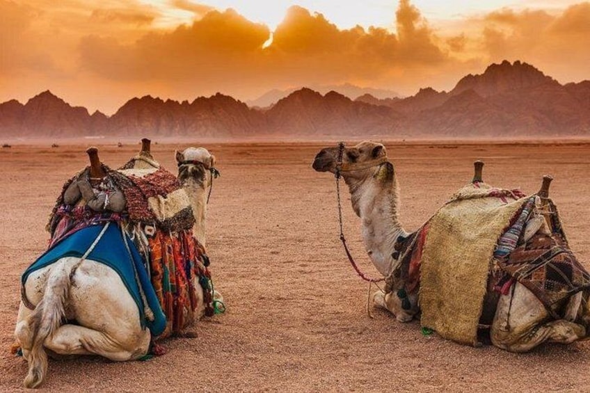 Dos camellos con sillas de montar en un paisaje desértico con montañas al fondo. 4