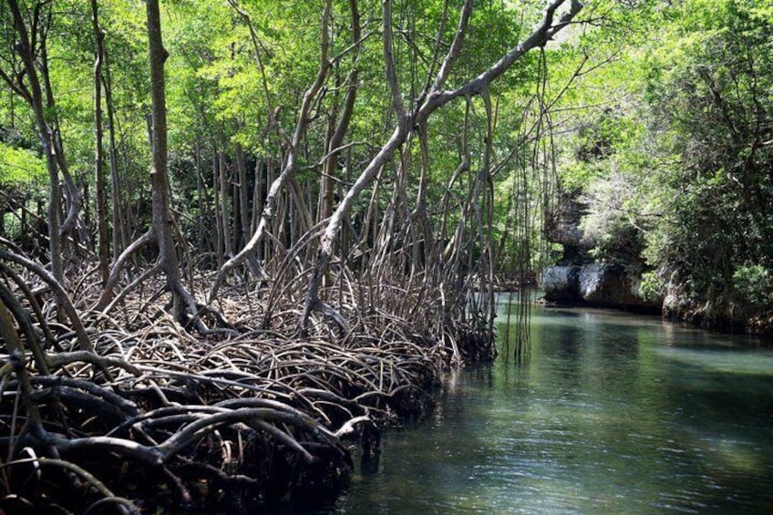 Un bosque de manglares con raíces densas y un río tranquilo. 3
