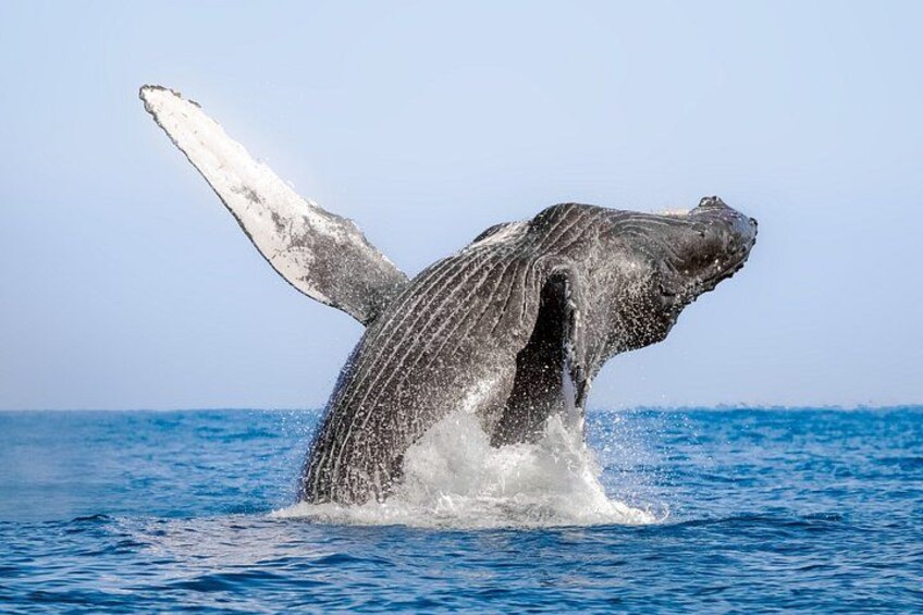 Humpback Whale Watching Tour 1