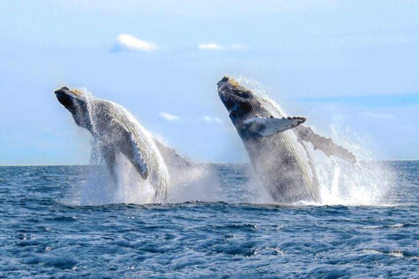 Humpback Whale Watching Tour 4