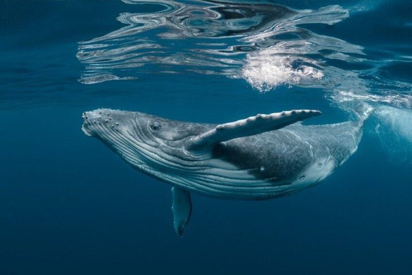 Humpback Whale Watching Tour 1