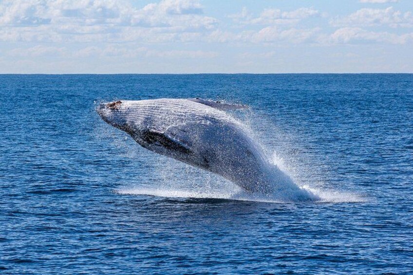 Experience the magic of the ocean on a guided whale watching tour. 4