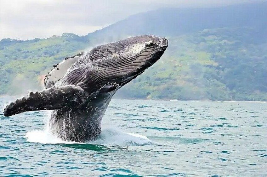 Humpback Whale Watching Tour 5