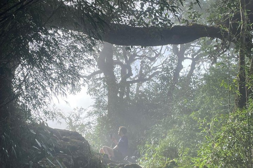 A person sitting under a tree in a forested area. 1