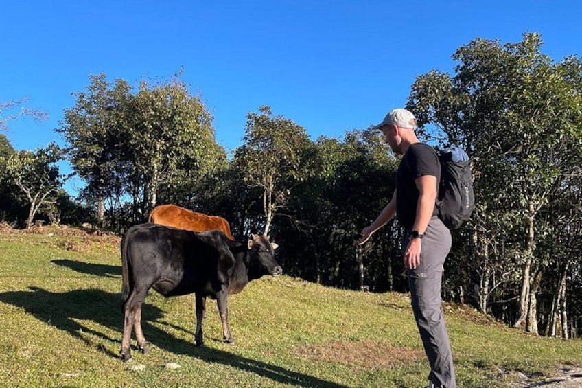 A person with a backpack standing on grass with two cows. 2