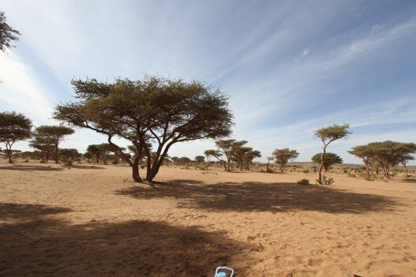 2 Day Erg Chigaga Dunes Excursion Passing By Ostriches 5