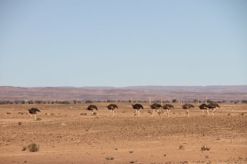 2 Day Erg Chigaga Dunes Excursion Passing By Ostriches 1
