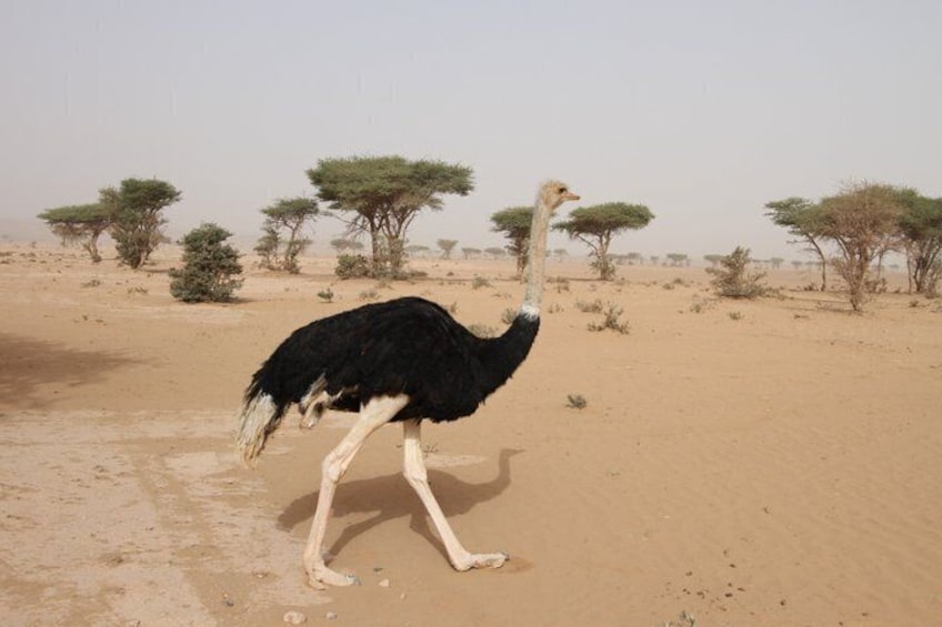 2 Day Erg Chigaga Dunes Excursion Passing By Ostriches 2