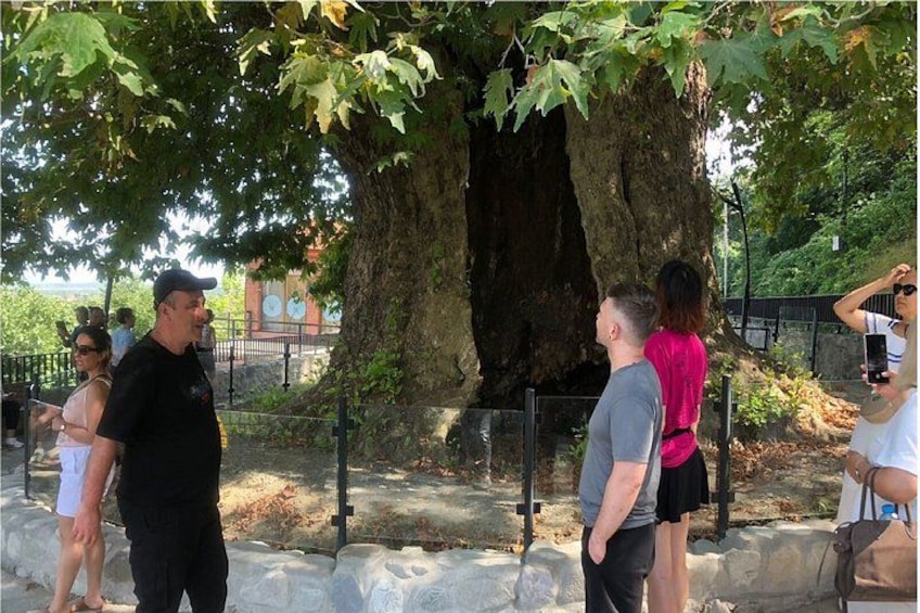 A group of people standing under a large tree with a metal fence in a park. 4