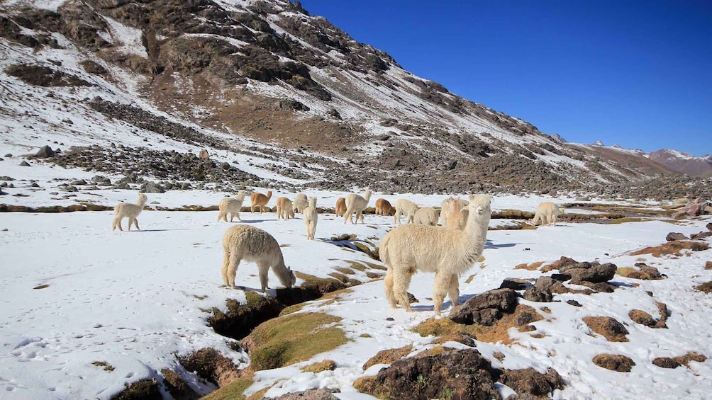 A group of llamas grazing on a snow-covered mountain slope. 2
