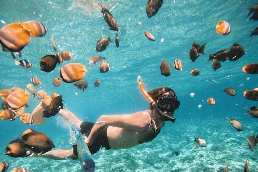 A person snorkeling underwater surrounded by various fish. 1