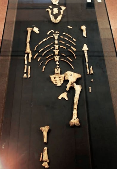 A skeletal display on a black surface. 5