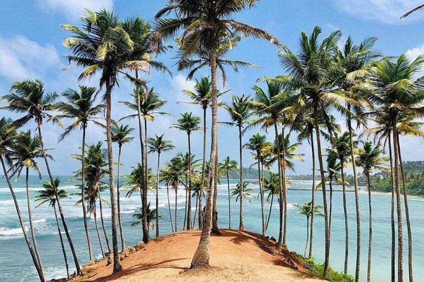 A beach with tall palm trees and a sandy path leading to the ocean. 4