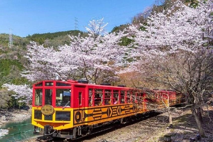 A red and yellow train on tracks surrounded by cherry blossoms. 2