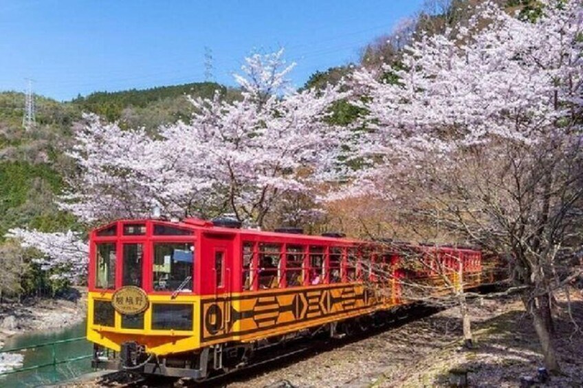 A red and yellow train traveling through a cherry blossom forest. 1