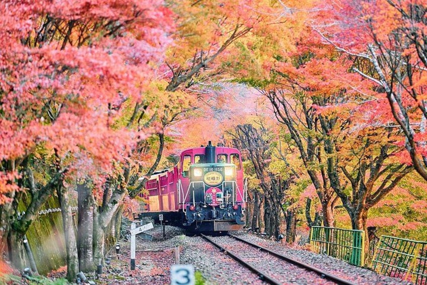 A train on tracks surrounded by autumn foliage. 3