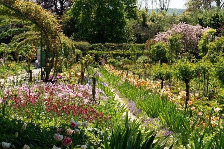 A garden with various flowering plants and trees. 4