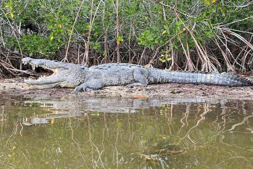 Nature tour full experience river lizards 4