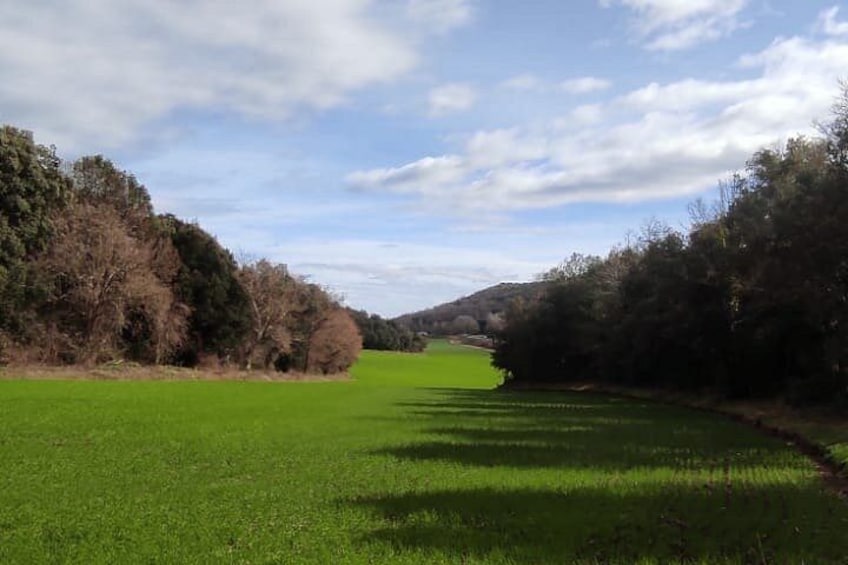 A green field with trees and a clear sky. 3