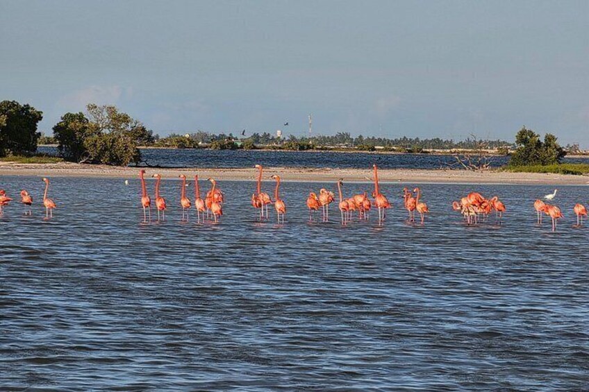 Nature Tour in Rio Lizards: Crocodiles and Flamingos 3